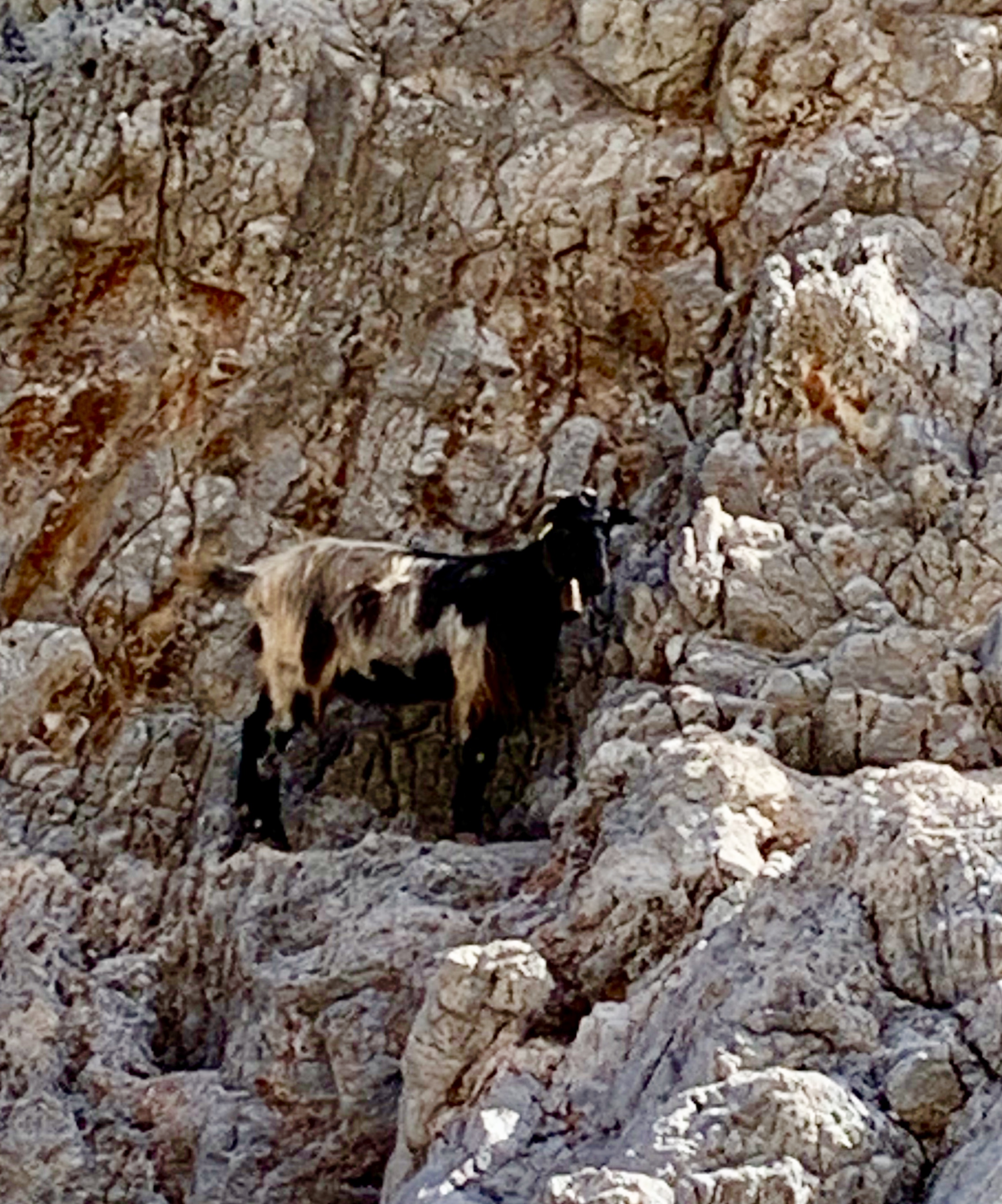 98 civic window visors